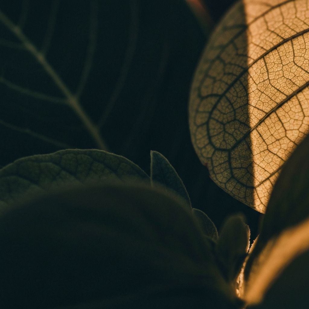 Botanical extracts and plant compounds